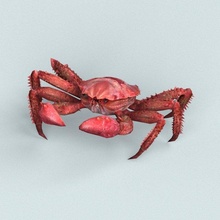 christmas island red crab spider scorpio insect animal mammal game fantasy monster creature arachnid character sea beach desert cartoon lowpoly texture 3d print model - Mito3D