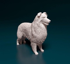 colley rugueux Écossais chien animal printready stl obj race 3d print model - Mito3D