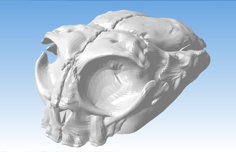 el ratón de la computadora cráneo l os 3d print model - Mito3D