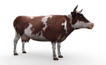 cow animal mammal horn nature farm illustration bull realistic livestock milk hoof game rendering body fur cattle poly meat 3d print model - Mito3D