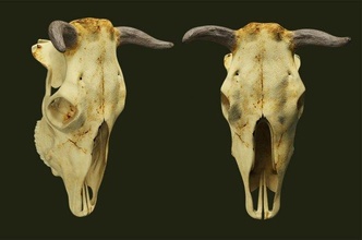 vaca cráneo 3d modelo in 3dexport esqueleto corona licuadora 3ds bloques kryvyi rih decrépito 3d print model - Mito3D