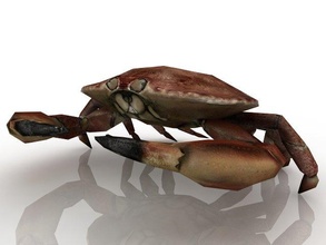 Crabe crustacé poly Jeu lowpoly 3d print model - Mito3D