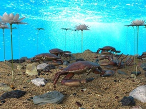 krabbe aquarium 3d modell 3dexport krabben tier tiere ozean zoo schale reptilien tropisch wasser lehm meeresboden gliederfüßer skulptur 3d print model - Mito3D