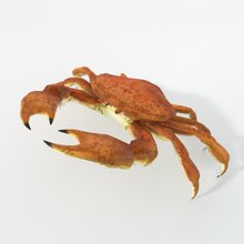 granchio crostacei 3d modello in 3dexport animale animali poli lowpoly natura fbx pronto per gioco realistico pesce 3d print model - Mito3D