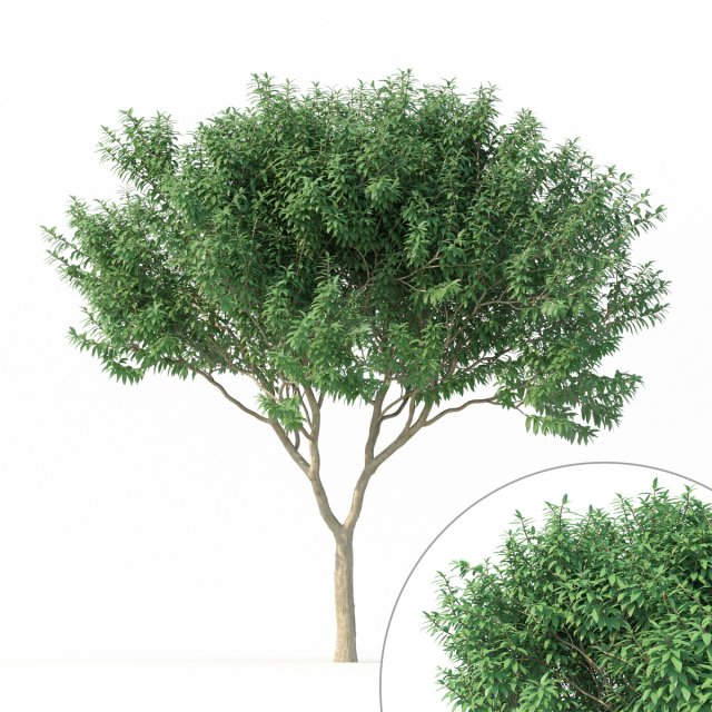 rachadura murta 1 3d modelo in árvore 3dexport lagerstroemia indicar lilás natureza plantar haste tronco vegetação pinaceae floresta abeto folha folhas folhagem panorama silvicultura ambiente abies 3D print model - Mito3D