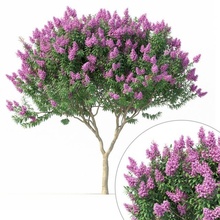 crape myrtle 1 flowers lagerstroemia flower indika lilac tree nature plant stem trunk vegetation pinaceae forest fir leaf leaves foliage landscape forestry environment abies 3d print model - Mito3D