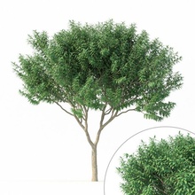 crape myrtle no 1 3d model in tree 3dexport lagerstroemia indika lilac nature plant stem trunk vegetation pinaceae forest fir leaf leaves foliage landscape forestry environment abies 3d print model - Mito3D