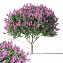 crape myrtle no 2 flowers 3d model in tree 3dexport lagerstroemia flower indika lilac nature plant stem trunk vegetation pinaceae forest fir leaf leaves foliage landscape forestry environment abies 3d print model - Mito3D