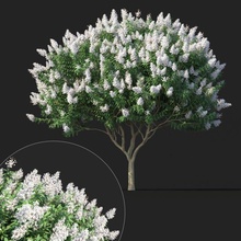 crape myrtle 2 white flowers tree lagerstroemia flower indika lilac garden plant stem trunk vegetation pinaceae forest fir nature leaves foliage landscape forestry environment abies 3d print model - Mito3D