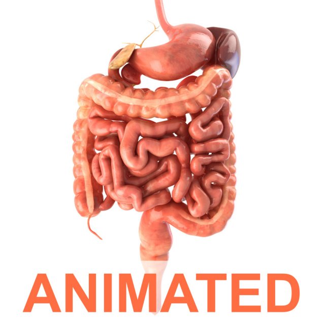 digestif système animé 3d modèle in anatomie 3dexport estomac intestin côlon pancréas scène médical vray animation humain médicament vésicule biliaire rate rectum organe annexe interne 3D print model - Mito3D