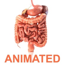 digestivo sistema animato 3d modello in anatomia 3dexport stomaco intestino colon pancreas scena medico vray animazione umano medicinale cistifellea milza retto organo appendice interno 3d print model - Mito3D
