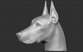dobermann cabeça 3d impressão modelo in escultura 3dexport rouco fracasso ótimo dinamarquês cão animal anatomia francês buldogue rottweiler pitbull shih tzu labrador pug dachshund maltês 3d print model - Mito3D