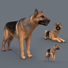 my cane 3d animato modello in 3dexport lobo alto pastore lupo sciacallo volpe perro mammifero animale selvaggio tedesco denti max fbx razza 3d print model - Mito3D