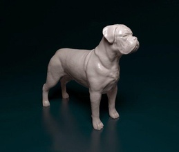 dogue do bordeaux 3d stampa modello in figurine 3dexport stl obj printready razza 3d print model - Mito3D