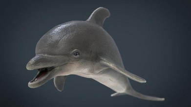 dolphin 3d model in 3dexport animal mammal aquatic sea ocean delfin zoo boat water deep island low-poly asset game-ready underwater 3d print model - Mito3D