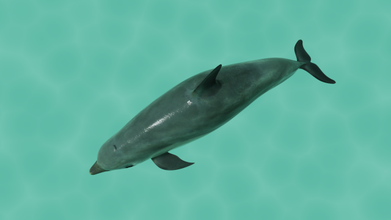 dolphin lowpoly underwater fish wildlife swimming textured blender sea poly water nature swim ocean animals mammal rigged aquatic 3d print model - Mito3D