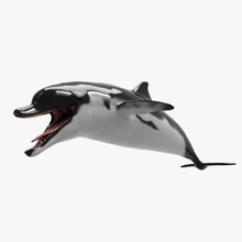 delfino scolpire modello rig carnivoro pesce sott'acqua 3d modellazione lowpoly articolazioni scheletro legare pelle animazione animazioni unità unrealengine4 animali 3d print model - Mito3D