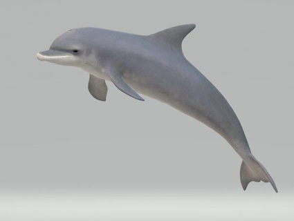 Yunus heykeller hazır Yazdır hayvanlar hayvan domuz balığı deniz memelileri balina okyanus yunus akvaryumu şişe burunlu yunusgiller yunuslar memeli Deniz Dünyası doğa orca heykel 3d balık Köpekbalığı 3d print model - Mito3D