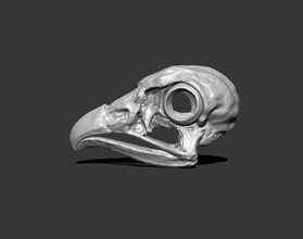 Aigle crâne nature air décor squelette os oiseau faune animal 3d print model - Mito3D