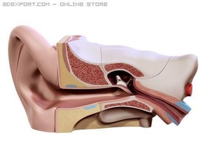 ohr 3d modell anatomie 3dexport schädel haut körper kopf geschnitten anatomisch medizinisch 3d print model - Mito3D