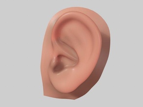 orelha humano realista 3d print model - Mito3D