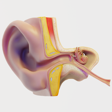 ohr struktur anatomie 3d modell 3dexport auditorisch system kopf körper gehörknöchelchen schnecke trommelfell intern kreuz medizinisch medizin 3d print model - Mito3D