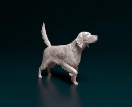 anglais setter 3d impression modèle in figurines 3dexport chien animal printready stl obj chasse 3d print model - Mito3D