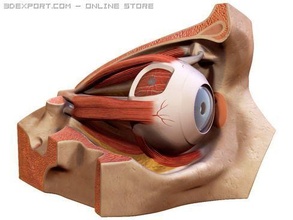 eye eye skull anatomy iris skin human body head sclera vision sectioned anatomical medical nerve nerves vitreous cornea