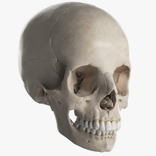 fêmea crânio completo 3d modelo in médico equipamento 3dexport esqueleto humano corpo ciência anatomia medicamento homens coleção nasal maxila parietal osso zigomático concha mandíbula parental 3D print model - Mito3D