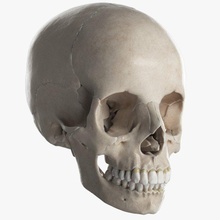 female skull complete skeleton human medical body skull science anatomy medicine men collection nasal maxila parietal bone zygomatic concha mandible parental