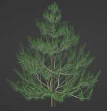 fir spruce pine 3d model in tree 3dexport 3d print model - Mito3D