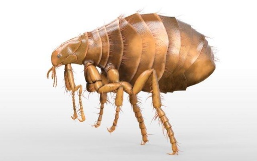 flea rigged hairs pbr low poly insect 3d model insects bee wasp bug ant hornet beetle fly shellfish claw dung elk scarab mosquito housefly animals butterfly bumblebee 3d print model - Mito3D