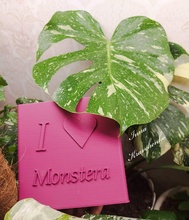 maceta lunes 3d impresión modelo in decoración 3dexport monstera hoja planta flor conserva 3d print model - Mito3D