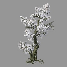 forests-plants-apricot tree 06 executed 3d max 2014 textures materials needed rendering archive 3d print model - Mito3D