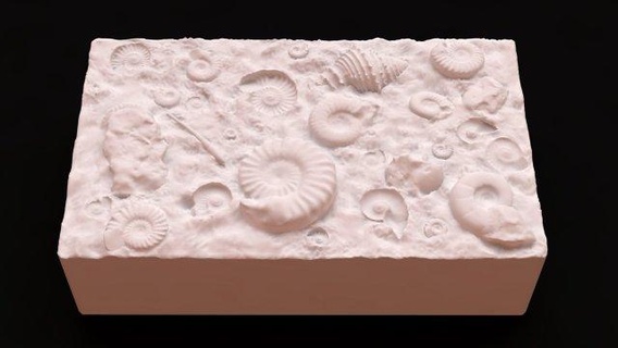 fossil shells mould puzzle ammonite dino dinosaur diy toy print 3dprint ancient excavation 3d print model - Mito3D