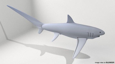 zorro tiburón acuático pez trilladora cola aletas branquias hendiduras mandíbulas 3d print model - Mito3D