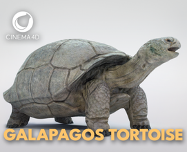 galapagos tortue 3d modèle in 3dexport animal faune reptile nature coquille lent isolé 3d print model - Mito3D