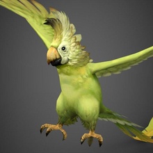 game ready parrot 3d model in bird 3dexport character animal ara pet crest fantasy wing zoo realistic beautiful fly wild popat exotic sparrow wildlife love 3d print model - Mito3D