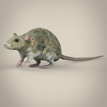 game ready rat 3d model in 3dexport mouse mice muroidea rattus animal mammal wild wildlife house field rodent fur hair fantasy farm poly texture 3d print model - Mito3D
