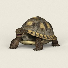 game ready tortoise turtle lizard dragon galapagos dinosaur animal mammal reptile tropical shell fantasy poly texture material cartoon realistic 3d print model - Mito3D