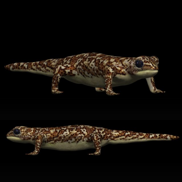 gecko lizard 3D print model - Mito3D