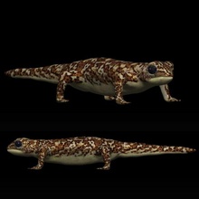 gecko lézard 3d print model - Mito3D