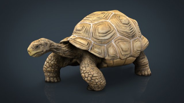 gigante tortuga 3d modelo in 3dexport reptil animal zoo 3D print model - Mito3D