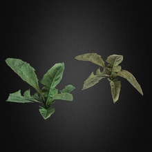 Relva plantas 3d modelo natureza 3d print model - Mito3D