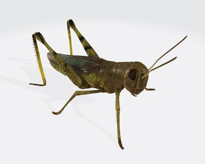 saltamontes insecto animal Listo impresión escultura Saltamontes cucaracha animales 3d modelo chorhippus paralelo alas césped saltar piernas Desierto langosta África salvaje fauna 3d print model - Mito3D