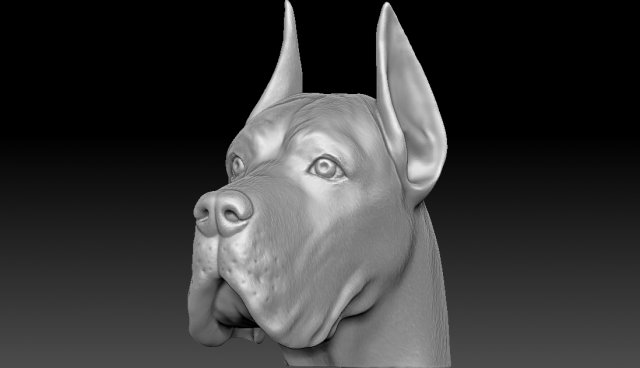 great dane head 3d printing print model in sculpture 3dexport dog animal anatomy french bulldog rottweiler pitbull shih tzu labrador pug dachshund maltese bust statue husky 3D print model - Mito3D