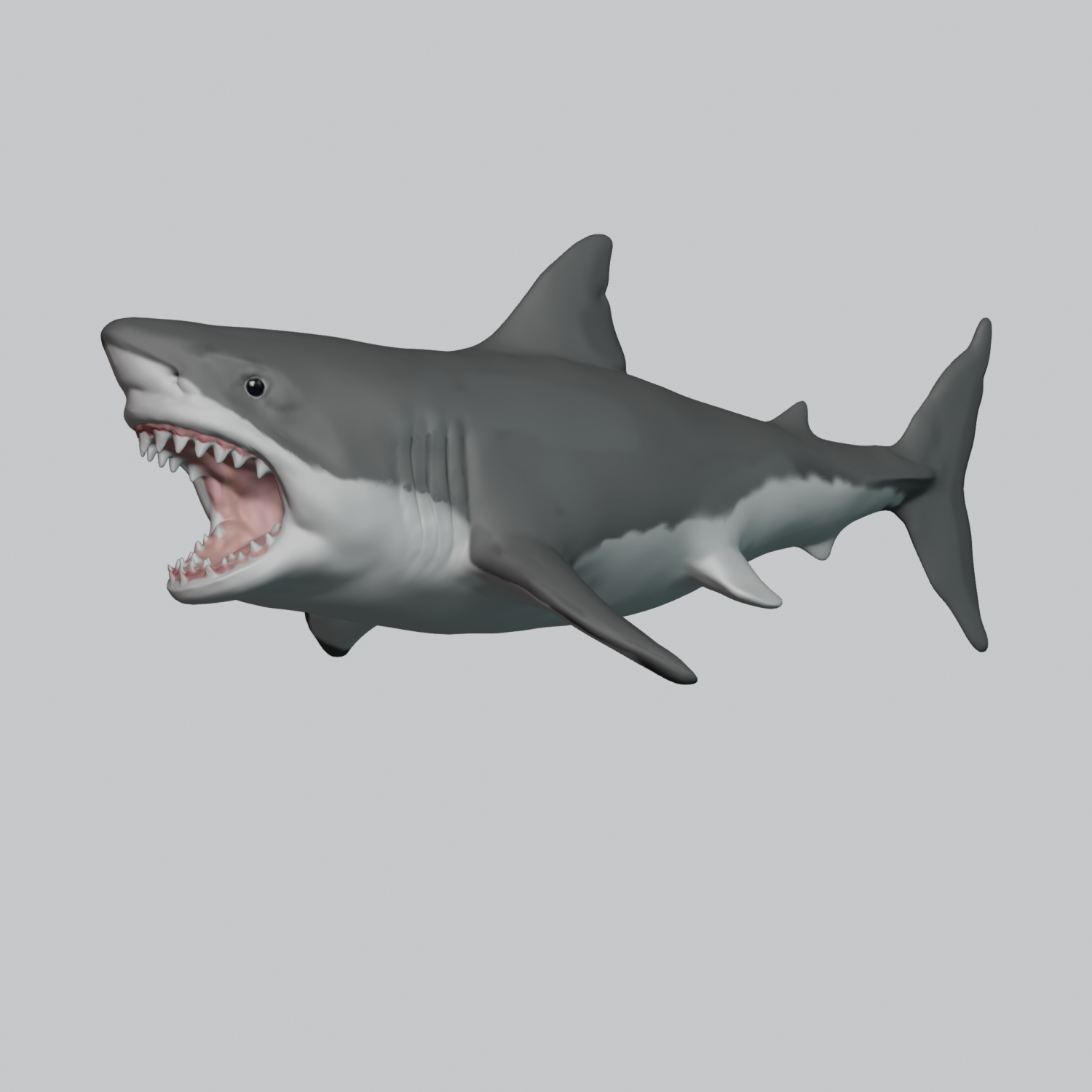 great white shark animal predator fish sealife ocean attack jaw 3D print model - Mito3D