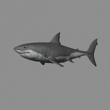 2 in 1 ótimo branco tubarão 3d impressão modelo escultura 3dexport carcharodon carcharias predador peixe oceano vida marinha pacífico ataque mar mandíbulas 3d print model - Mito3D