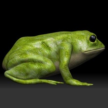 green frog tree poison dart 3d print model - Mito3D