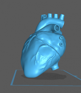 heart  biology heart anatomy  3d print model - Mito3D